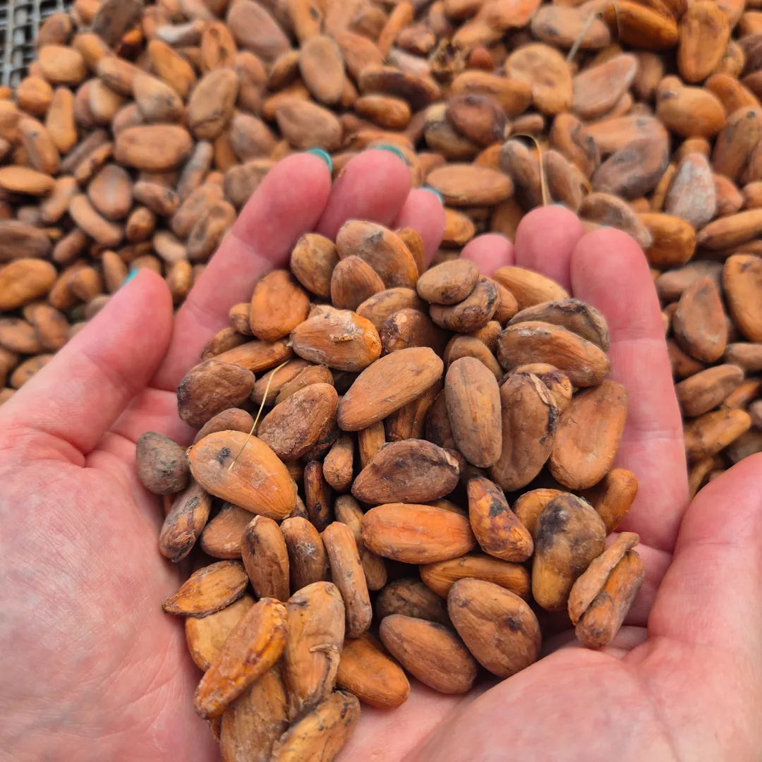 Chocolat artisanal - Amande & Chocolat - Chocolaterie - Lillers